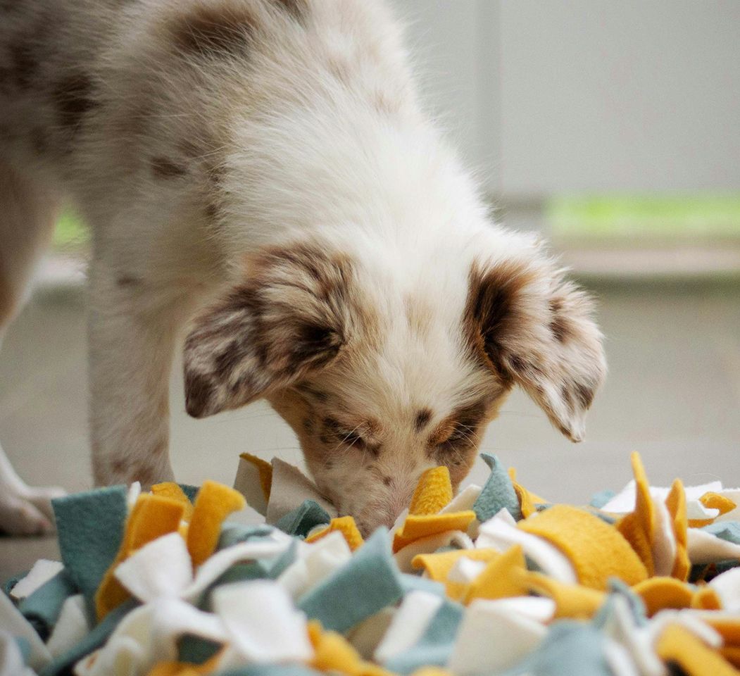 A puppy sniffing through a snuffle mat