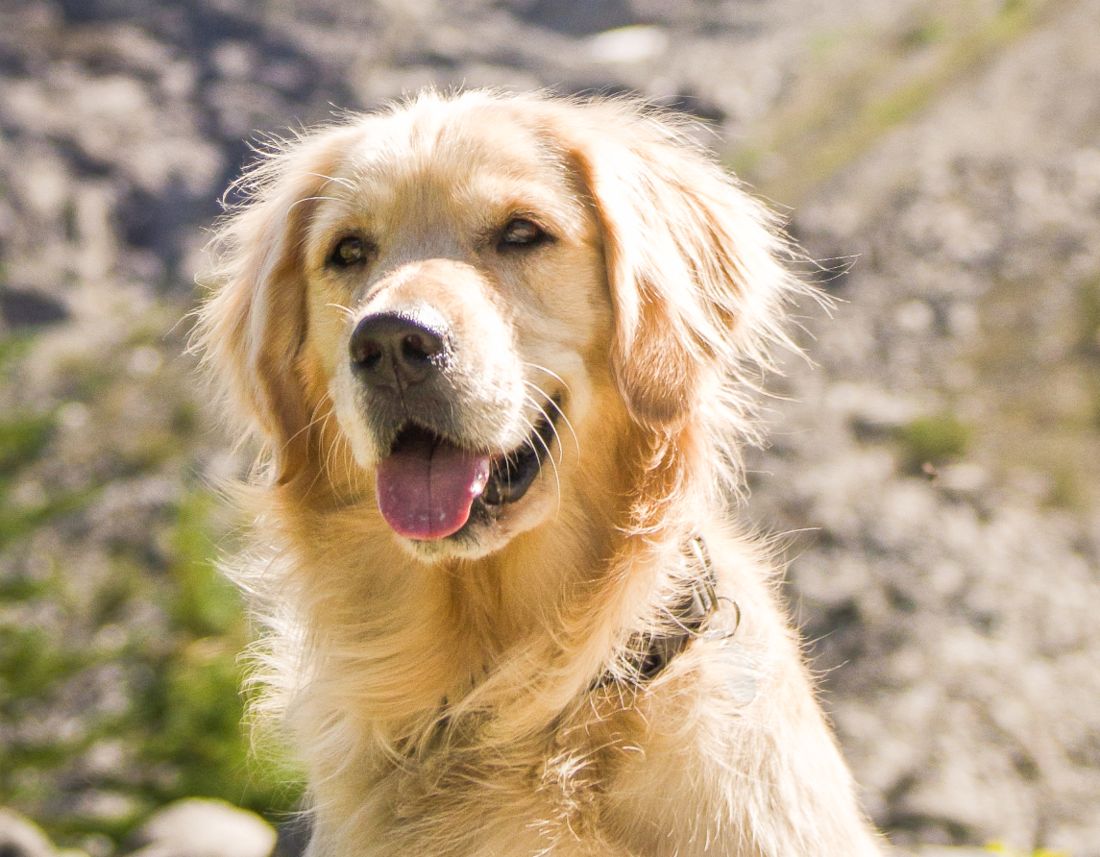 A happy golden retriever looking at the camera