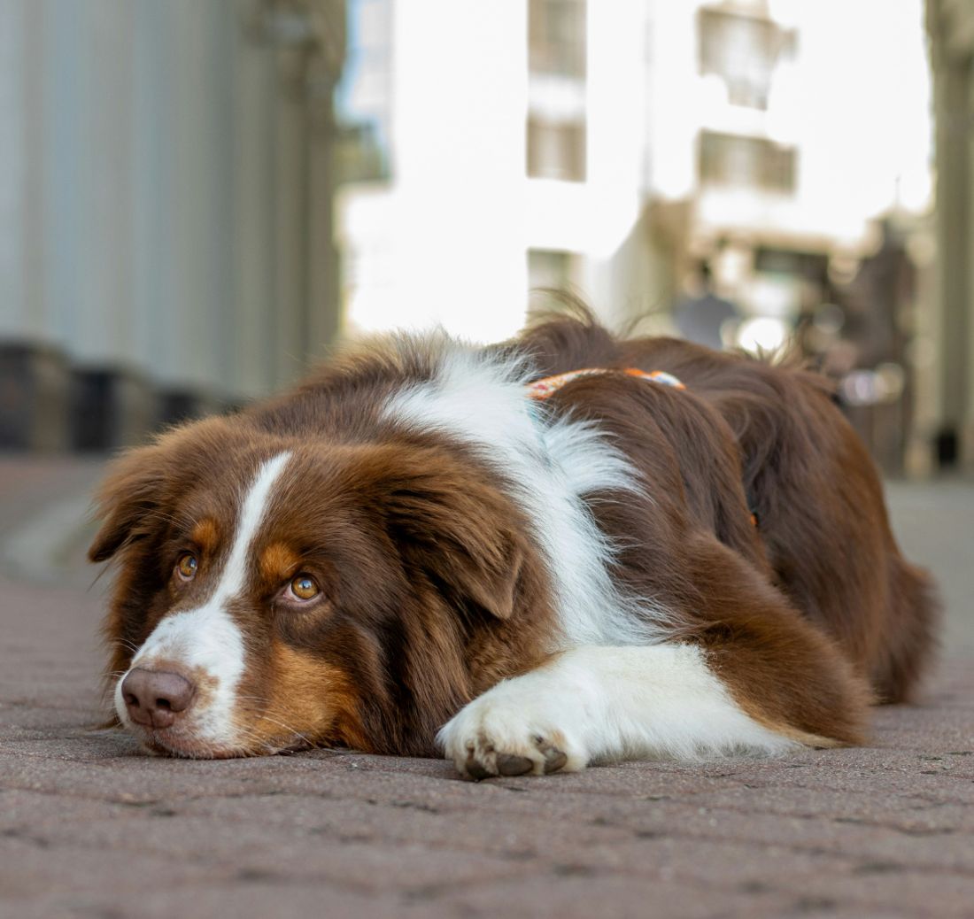 A relaxed dog lying down on a quiet street