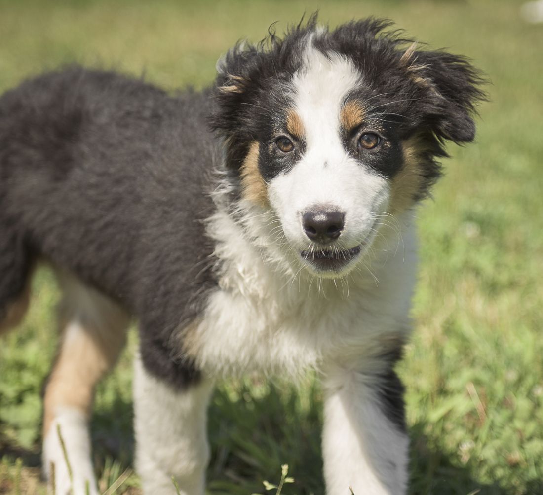 An Australian shepherd puppy standing on grass