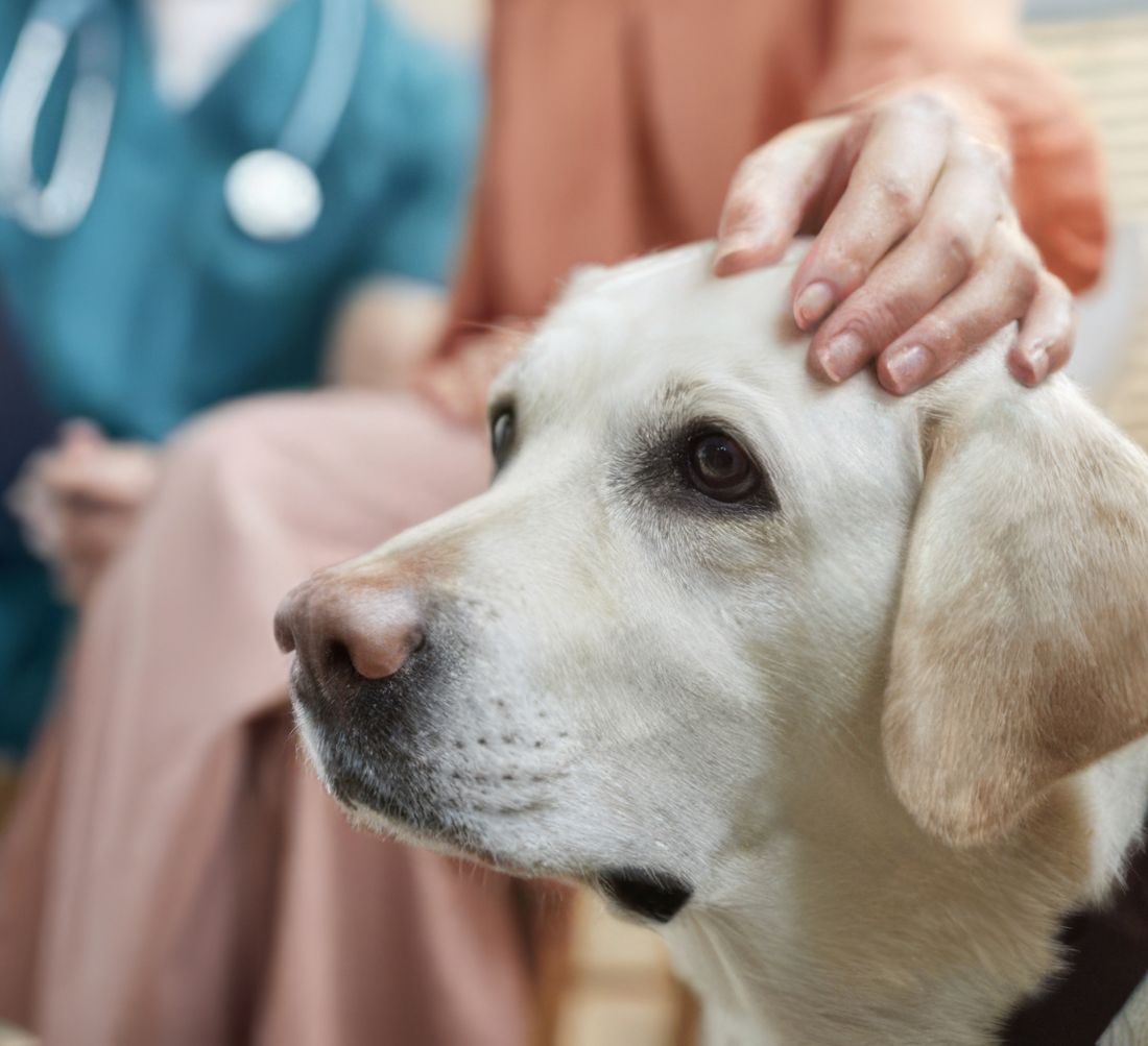 A calm labrador being gently comforted at the vet